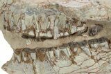 Bargain, Fossil Running Rhino (Hyracodon) Skull - South Dakota #249255-1